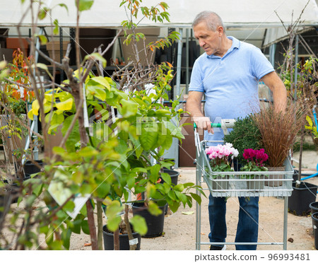 Elderly man chooses various potted flowers at flower market 96993481
