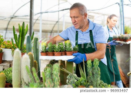 Woman and man holding a tray with cactuses in orangery 96993497