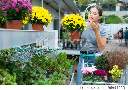 Woman chooses potted yellow flowers chrysanthemum limoncello at an open-air flower market 96993623