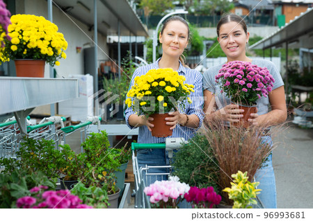 Two happy woman chooses potted flowers chrysanthemum at an open air flower market 96993681