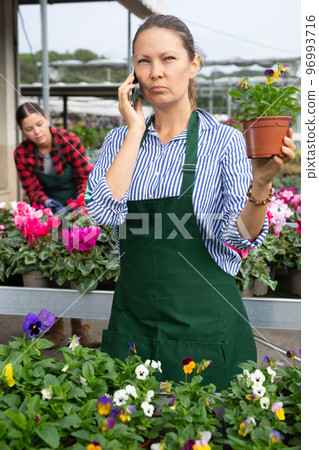 Female gardener is consulting on mobile phone about the methods of caring for viola cornuta flowers Female gardener is consulting on mobile phone about the methods of caring for viola cornuta flowers 96993716