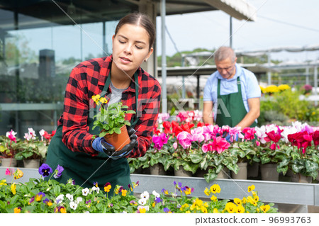 Female florist engaged in cultivation of potted viola cornuta in greenhouse Female florist engaged in cultivation of potted viola cornuta in greenhouse 96993763
