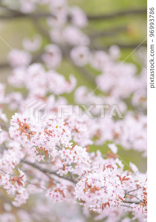 Cherry blossoms in full bloom (simultaneous shooting with cinematic video) Cherry blossoms in full bloom (simultaneous shooting with cinematic video) 96993786