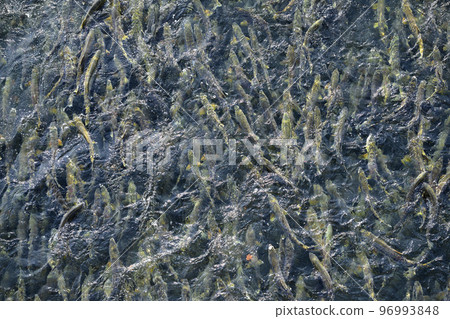 許多鮭魚逆流而上(真實鳥瞰,偽航拍) 許多鮭魚逆流而上(真實鳥瞰,偽航拍) 96993848