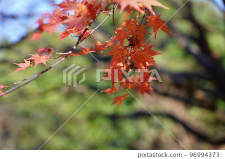 Acer palmatum 染成紅色 96994373