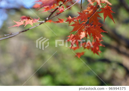 Acer palmatum 染成紅色 Acer palmatum 染成紅色 96994375