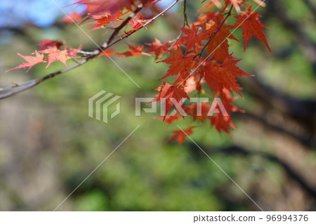 Acer palmatum 染成紅色 Acer palmatum 染成紅色 96994376