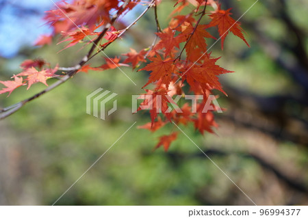 Acer palmatum 染成紅色 Acer palmatum 染成紅色 96994377