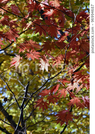 Sunlight filtering through the leaves of the autumn leaves shines through the trees, and the red leaves of the mountain maple are shining. Sunlight filtering through the leaves of the autumn leaves shines through the trees, and the red leaves of the mountain maple are shining. 96994687