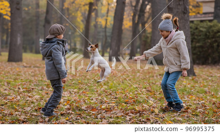 Caucasian children are walking with jack russell terrier in autumn park. Boy, girl and dog are jumping outdoors. Caucasian children are walking with jack russell terrier in autumn park. Boy, girl and dog are jumping outdoors. 96995375