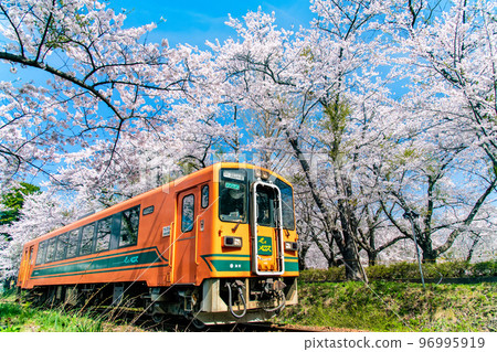 Tsugaru Railway in Aomori Prefecture ~ Ashino Park in full bloom of cherry blossoms ~ Tsugaru Railway in Aomori Prefecture ~ Ashino Park in full bloom of cherry blossoms ~ 96995919