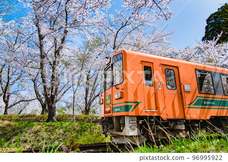 青森縣津輕鐵道～櫻花盛開的蘆野公園～ 96995922