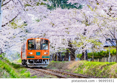 青森縣津輕鐵道～櫻花盛開的蘆野公園～ 96995931