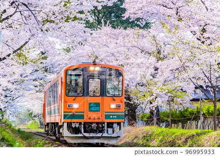 Tsugaru Railway in Aomori Prefecture ~ Ashino Park in full bloom of cherry blossoms ~ 96995933