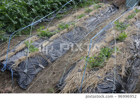 wind protection cultivation of peas wind protection cultivation of peas 96996952