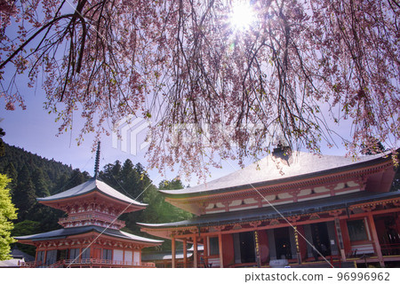 比叡山的垂枝櫻花 比叡山的垂枝櫻花 96996962