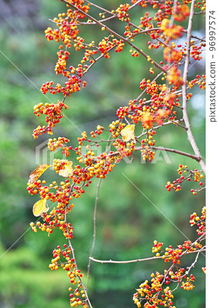 紅色漿果引人注目(冬季,12月) 紅色漿果引人注目(冬季,12月) 96997574