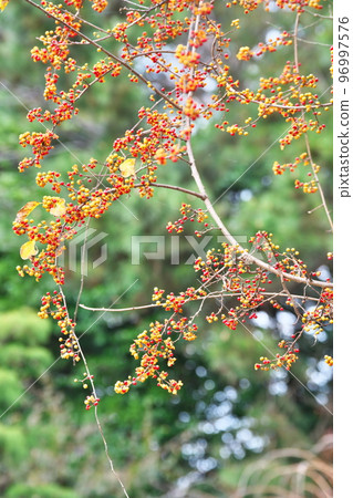 The red berries are eye-catching (winter, December) The red berries are eye-catching (winter, December) 96997576