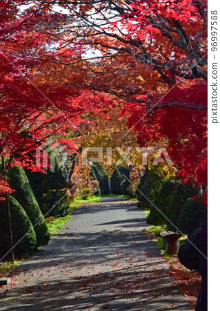 "Momiji Tunnel" in clear autumn weather, green yew trees, and a red carpet of deciduous leaves. The sunlight filtering through the trees dyes the aisle red. 96997588
