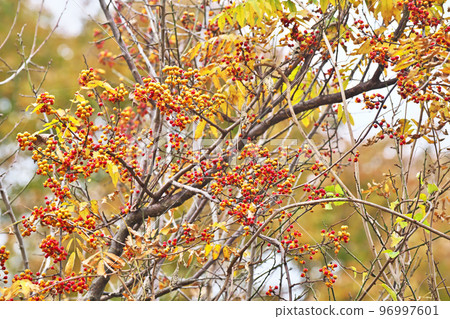 The red berries are eye-catching (winter, December) The red berries are eye-catching (winter, December) 96997601