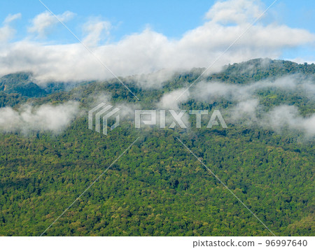 Tropical forests can absorb large amounts of carbon dioxide from the atmosphere. Tropical forests can absorb large amounts of carbon dioxide from the atmosphere. 96997640