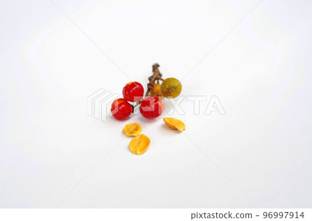 紅刺漿果(冬季,十二月) 紅刺漿果(冬季,十二月) 96997914