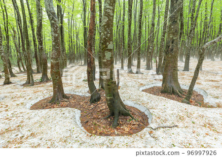 青森縣_八甲田山毛櫸次生林開闊根部絕景 96997926