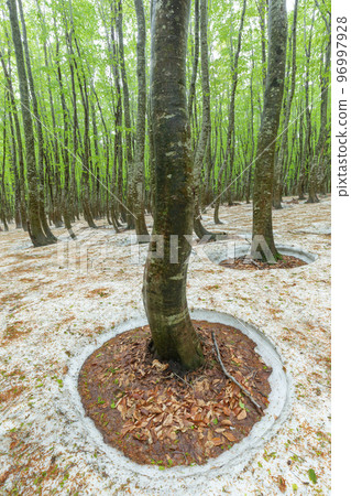 青森縣_八甲田山毛櫸次生林開闊根部絕景 96997928
