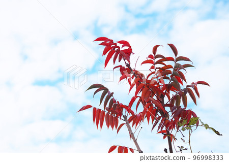 Red maple leaves (winter, December) 96998333