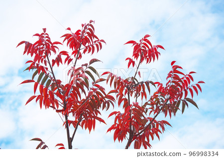 Red maple leaves (winter, December) 96998334