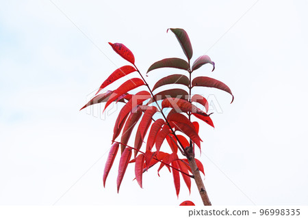 Red maple leaves (winter, December) 96998335