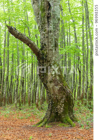 青森縣_八甲田山毛櫸次生林絕景 青森縣_八甲田山毛櫸次生林絕景 96998355