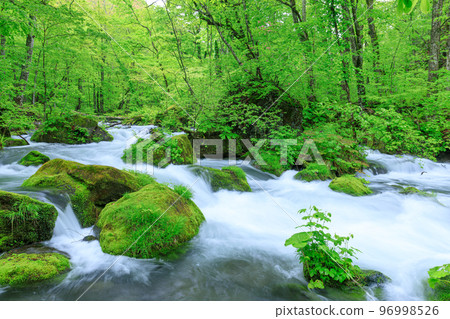 Aomori_Superb view of fresh green Oirase mountain stream 96998526