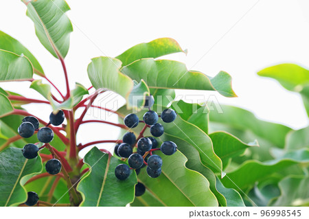 黑柚葉果實（冬季、12 月） 96998545