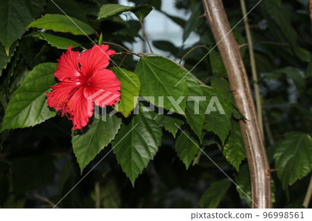 Healing hibiscus 96998561