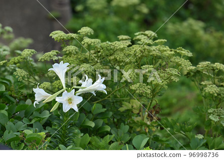 復活節百合 復活節百合 96998736