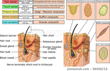 皮膚結構和感覺英語插圖 皮膚結構和感覺英語插圖 96999218