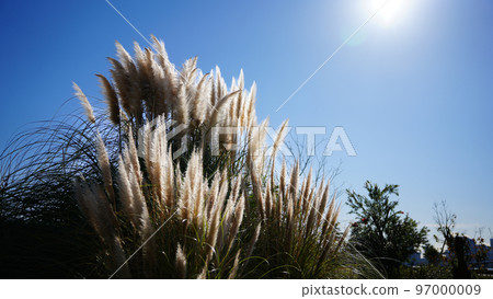 Pampas grass shining brightly in the sunlight Pampas grass shining brightly in the sunlight 97000009