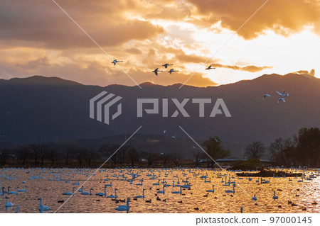 The messenger of winter, Agano City, Niigata Prefecture, the swan of Lake Hyoko, has come again this year The messenger of winter, Agano City, Niigata Prefecture, the swan of Lake Hyoko, has come again this year 97000145