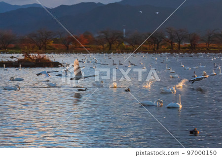 The messenger of winter, Agano City, Niigata Prefecture, the swan of Lake Hyoko, has come again this year 97000150