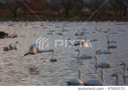 冬天的使者新潟縣阿賀野市，兵庫湖的天鵝今年又來了 97000153