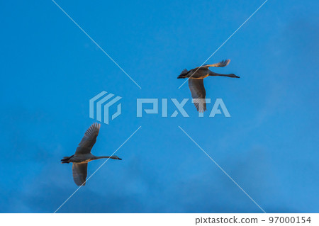 The messenger of winter, Agano City, Niigata Prefecture, the swan of Lake Hyoko, has come again this year 97000154