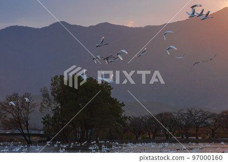 The messenger of winter, Agano City, Niigata Prefecture, the swan of Lake Hyoko, has come again this year The messenger of winter, Agano City, Niigata Prefecture, the swan of Lake Hyoko, has come again this year 97000160