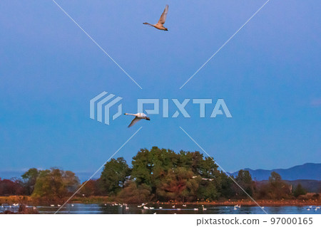 The messenger of winter, Agano City, Niigata Prefecture, the swan of Lake Hyoko, has come again this year 97000165