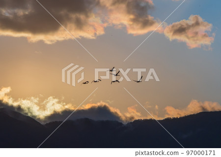 冬天的使者新潟縣阿賀野市，兵庫湖的天鵝今年又來了 97000171