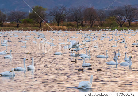 The messenger of winter, Agano City, Niigata Prefecture, the swan of Lake Hyoko, has come again this year 97000172