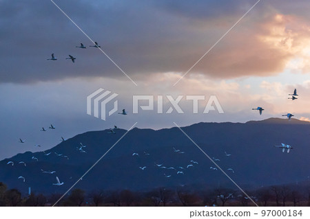 The messenger of winter, Agano City, Niigata Prefecture, the swan of Lake Hyoko, has come again this year The messenger of winter, Agano City, Niigata Prefecture, the swan of Lake Hyoko, has come again this year 97000184