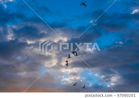 The messenger of winter, Agano City, Niigata Prefecture, the swan of Lake Hyoko, has come again this year The messenger of winter, Agano City, Niigata Prefecture, the swan of Lake Hyoko, has come again this year 97000201