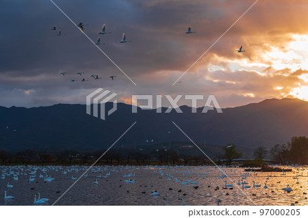 The messenger of winter, Agano City, Niigata Prefecture, the swan of Lake Hyoko, has come again this year 97000205