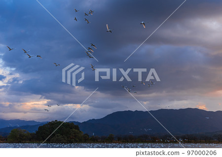 The messenger of winter, Agano City, Niigata Prefecture, the swan of Lake Hyoko, has come again this year The messenger of winter, Agano City, Niigata Prefecture, the swan of Lake Hyoko, has come again this year 97000206